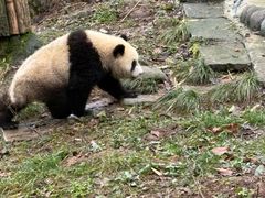 -中国大熊猫保护研究中心雅安碧峰峡基地