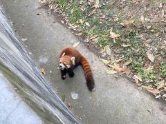 -合肥野生动物园