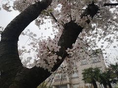 -嘉定紫藤园