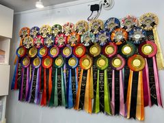 -青奢宠物·青奢猫舍