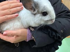 -藦茜花园宠物主题亲子互动体验馆(国顺东路店)