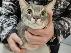 -美联众合动物医院(·中兽医·疑难杂症·严家桥分院)