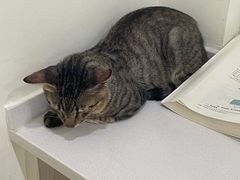 -宠颐生汉谟拉比宠物医院