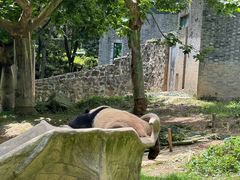 -都江堰中华大熊猫苑