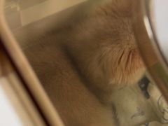 -佳雯宠物医院·皮肤科·内外科(春晓路分院)