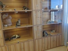 -猫十亿·布偶金渐层·曼基康矮脚猫舍(青年路店)