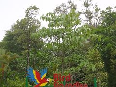 -新加坡飞禽公园