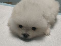 -天使宠物医院·犬猫分诊(彩虹店)