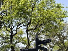 -武汉大学-樱园