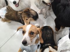 -汪说·狗咖·拼豆·宠物周边DIY(旺城大厦店)