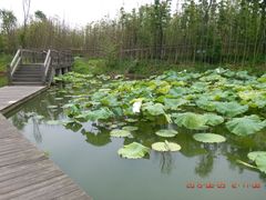 -白鹭湾湿地公园