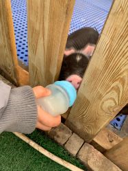 -萌宠亲子动物乐园(槐房万达店)