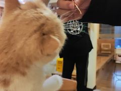 -滚猫咖啡·猫咖·猫友好撸猫(未来城店)