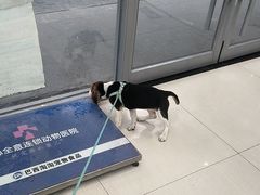 -全心全意连锁动物医院·微创中心·内科急重症·心脏专科(丰管路店)