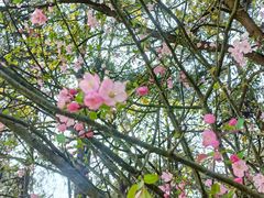 -铁山坪森林公园