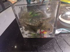 鲜活大虾-五星桥原切肥牛火锅·30年专注好牛肉(湖塘店)