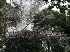 -白鹿洞书院