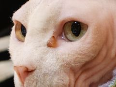 -MOCHA明星猫咖(田子坊店)