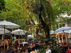 -Fern Forest Cafe