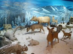 -呼伦贝尔民族博物馆