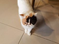 -平行世界·猫咖(首经贸店)