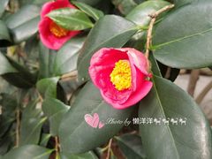 -金花茶公园