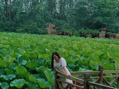 -合肥滨湖国家森林公园