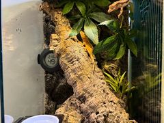 -酷以爬仙阁实体爬宠店·守宫·蜥蜴·专业繁育