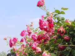 -花博汇(知音花月夜)
