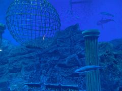 -芜湖新华联大白鲸海洋公园