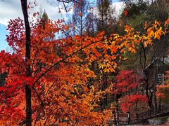 -云岭野山参风景区