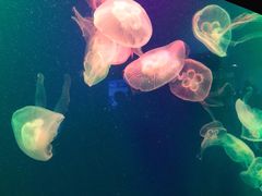 -成都浩海立方海洋公园