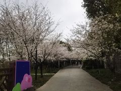 -高东镇樱花园