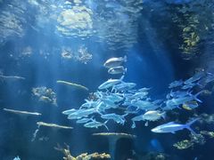 -华夏文旅海洋公园