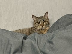 -天宠宠物医院24小时·急重症诊疗中心·全科·腔镜特色(和平分院)