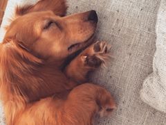 -翊宠yipet猫狗购宠庄园犬舍•猫舍