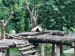 -都江堰中华大熊猫苑