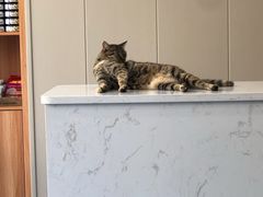 -创凡宠物医院·骨专科  猫科中心(西乡分院)