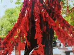 -南国桃园旅游度假区