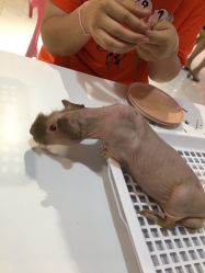 -Moni星球萌宠·小马宝莉·灵蛇·高端高阶全萌宠互动体验俱乐部(红豆国际广场店)