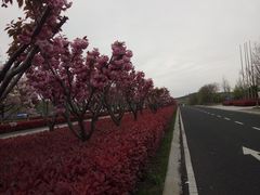 -青岛海泉湾皇冠假日度假酒店