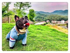 -萌宠之家·腊肠犬·马尔泰·小体犬舍