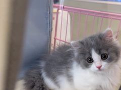 -翊宠yipet猫狗购宠庄园