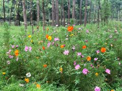 -合肥滨湖国家森林公园