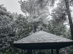 -铁山坪森林公园