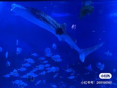 -烟台海昌鲸鲨海洋公园