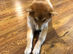 -柴务处·柴犬主题狗咖