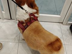 -艾吉宠物医院·疑难杂症转诊中心·猫友好(碧江路院)