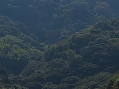 -黄埔油麻山森林公园