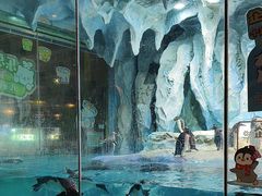 -帝企鹅自助餐厅•儿童岛•真企鹅(长隆企鹅酒店)